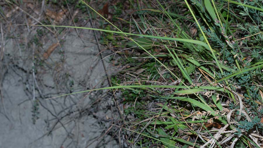 Seconda Poacea in Appennino - Molinia arundinacea